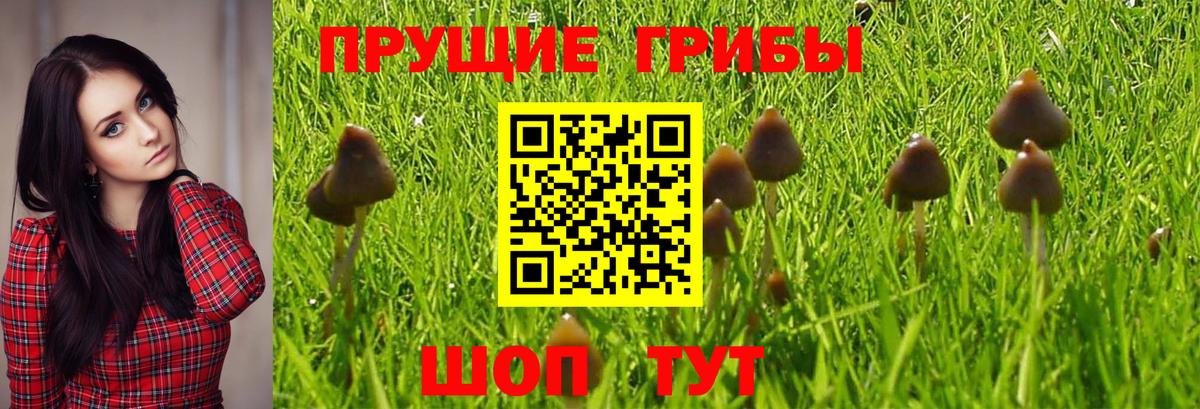 Галлюциногенные грибы Psilocybine cubensis Шали